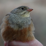 Ortolansparv, Sundre 20060507